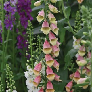 Polkadot Polly Foxglove Thumbnail